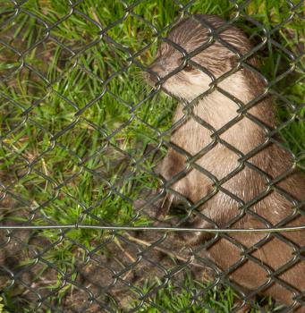 An otter in captivity is looking through the fence of it's cage
