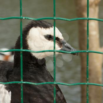 A close-up of a barnacle goose in captivity (Holland)