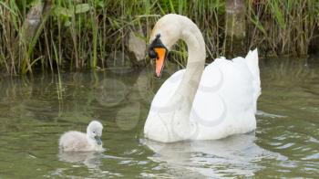 A cygnet is swimming in the water with its parent
