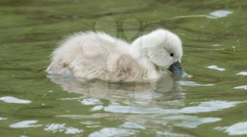 A cygnet is swimming in the water (Holland)