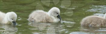 Cygnets are swimming in the water (Holland)