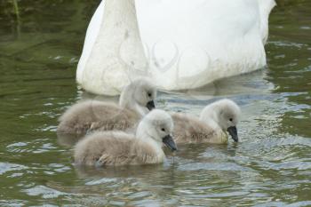 Cygnets are swimming in the water with their parent