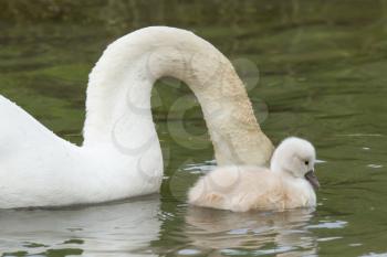 A cygnet is swimming in the water with its parent