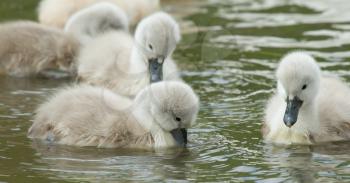 Cygnets are swimming in the water