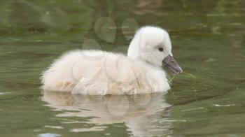 A cygnet is swimming in the water