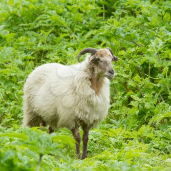 Old sheep in a wild green field