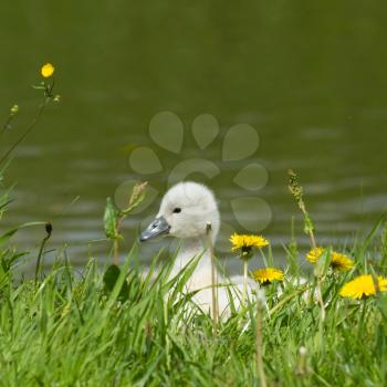 A cygnet is standing in the high grass