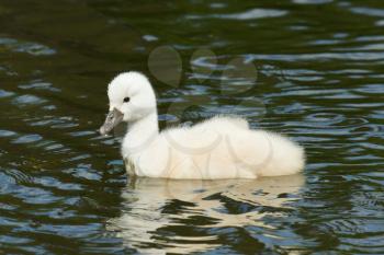 A cygnet is swimming in the water
