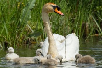 Cygnet are swimming in the water with their parent