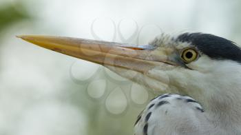 Close-up of a great blue heron (Holland)