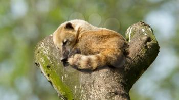 Sleeping coatimundi in a tree (zoo, Holland)