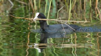 Common coot collecting reed for it's nest (spring)