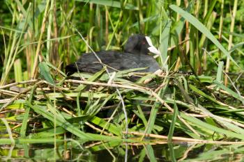 Common coot sitting on a nest (spring)