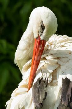 Close-up of a stork in its natural habitat