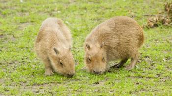 Capybara (Hydrochoerus hydrochaeris) grazed on a green lawn