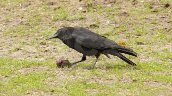 Crow eating a piece of meat (Holland)