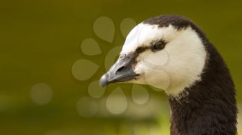 Close-up of a Barnacle Goose (Branta leucopsis) - the Netherlands