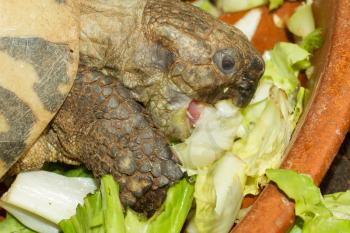 Hermann's Tortoise, turtle eating salad, testudo hermanni