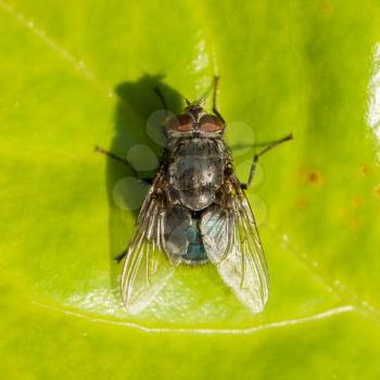 Small housefly on a green leaf, isolated