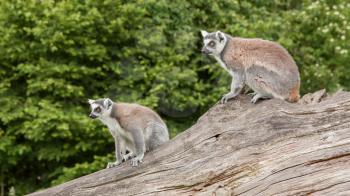 Ring-tailed lemurs in captivity sitting on a dead tree