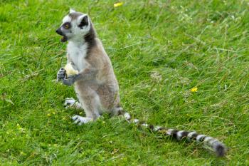 Young ring-tailed lemur eating a piece of fruit
