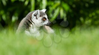 Sunbathing ring-tailed lemur in captivity (Leeuwarden, Holland)