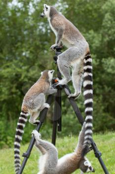 Ring-tailed lemurs in captivity, sitting on a photographers tripod