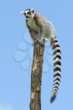 Ring-tailed lemur in a tree (zoo, Holland)
