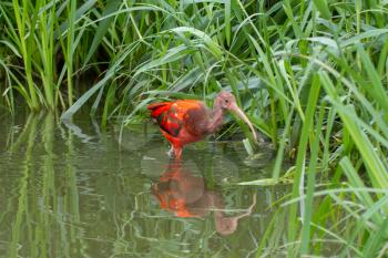 Young Scarlet Ibis, Eudocimus ruber wading though the water