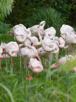 Group of Flamingos in a dutch zoo