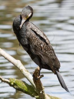 Cormorant in it's natural habitat (zoo, Holland)