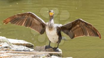 Phalacrocorax carbo (cormorant) drying it's wings on a rock