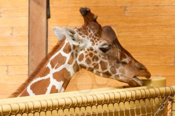 Close up on Head of Giraffe Giraffa Camelopardalis Eating, Blijdorp Rotterdam, Holland