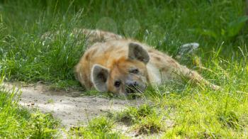 Large spotted hyena resting in the afternoon sun