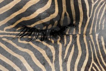 Women eye, close-up, concept of sadness, zebra pattern