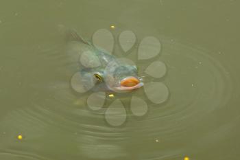 Fish is swimming in a lake (Saigon, Vietnam)