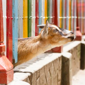 Brown goat looking through a colorful fence
