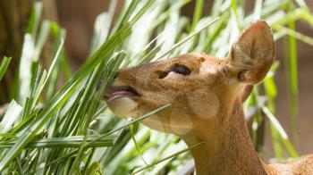 Closeup of a healthy deer eating in a Vietnamese zoo
