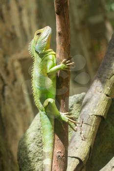 Iguana in a tree at a zoo in Vietnam (Saigon)