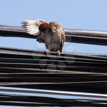 Eurasian Tree Sparrow sitting on a power cable, cleaning itself - Vietnam