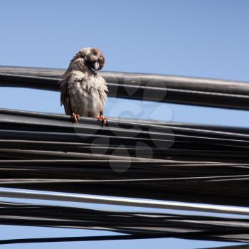 Eurasian Tree Sparrow sitting on a power cable, cleaning itself - Vietnam