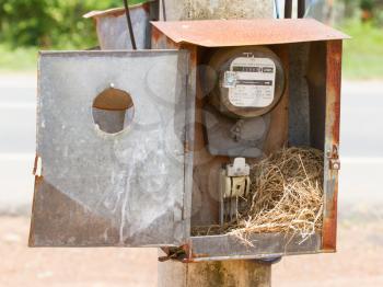 Nest of a sparrow in a cabinet with electrical meter (Vietnam)