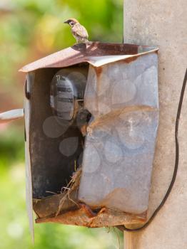 Sparrow and nest in a cabinet with electrical meter (Vietnam)