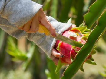 Woman harvesting a ripe dragon fruit from a cactus