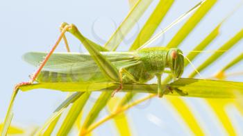 Large grasshopper from the side, eating grass