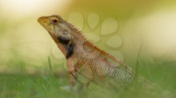 Close up of a lizard in the green grass