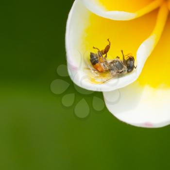 Dead fly in a yellow flower, isolated