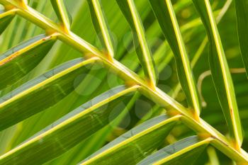 Palm Leave green line composition, close up