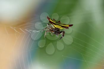 Horned spider (Gasteracantha doriae) in it's web, Vietnam