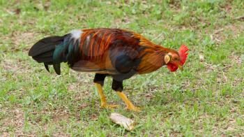Colorful rooster standing, isolation in it's natural environment